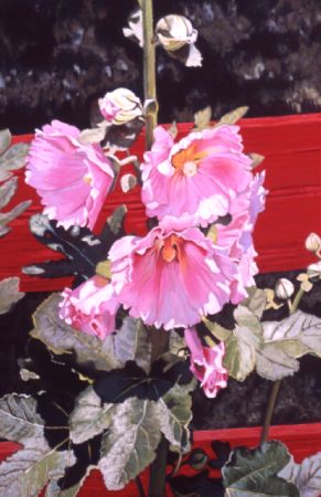 Pink Hollyhocks, Red Fence