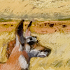 Pronghorns