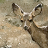 Winter Deer I